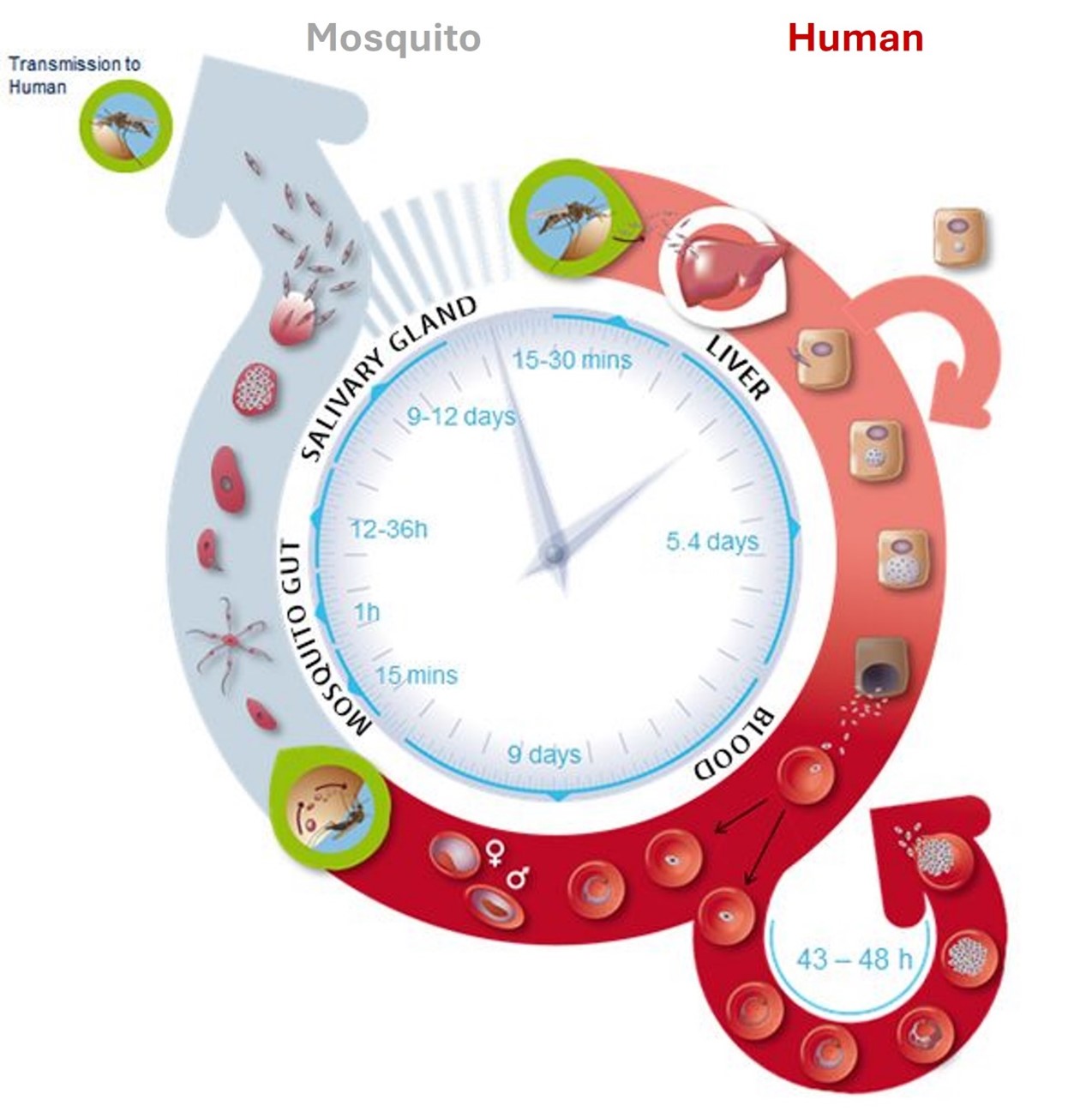 Figure 2: The life cycle of human Plasmodium species. The Activities of Current Antimalarial Drugs on the Life Cycle Stages of Plasmodium: A Comparative Study with Human and Rodent Parasites.