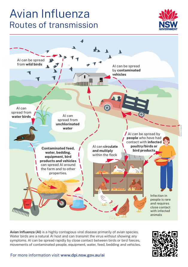 Avian Infuenza Diagram