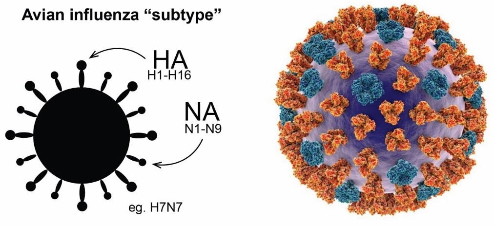 Avian Influenza Subtype