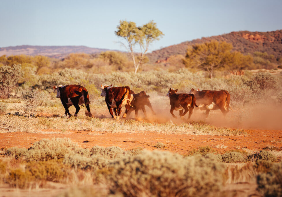 A cow grazes by the side of the Plenty Hwy near Mount Riddock cattle station in Northern Territory, Australia